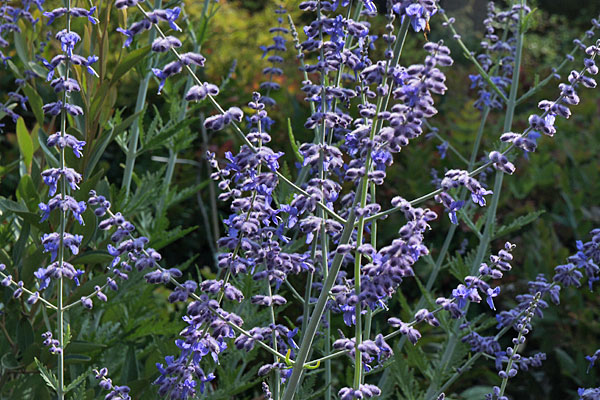 Russian Sage
